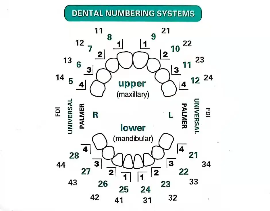 Dental Mould For Composite Res - Teeth Whitening Moulds 리뷰 및 가격