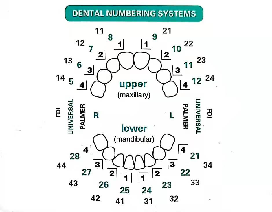 Dental Mould For Composite Res - Teeth Whitening Moulds 리뷰 및 가격