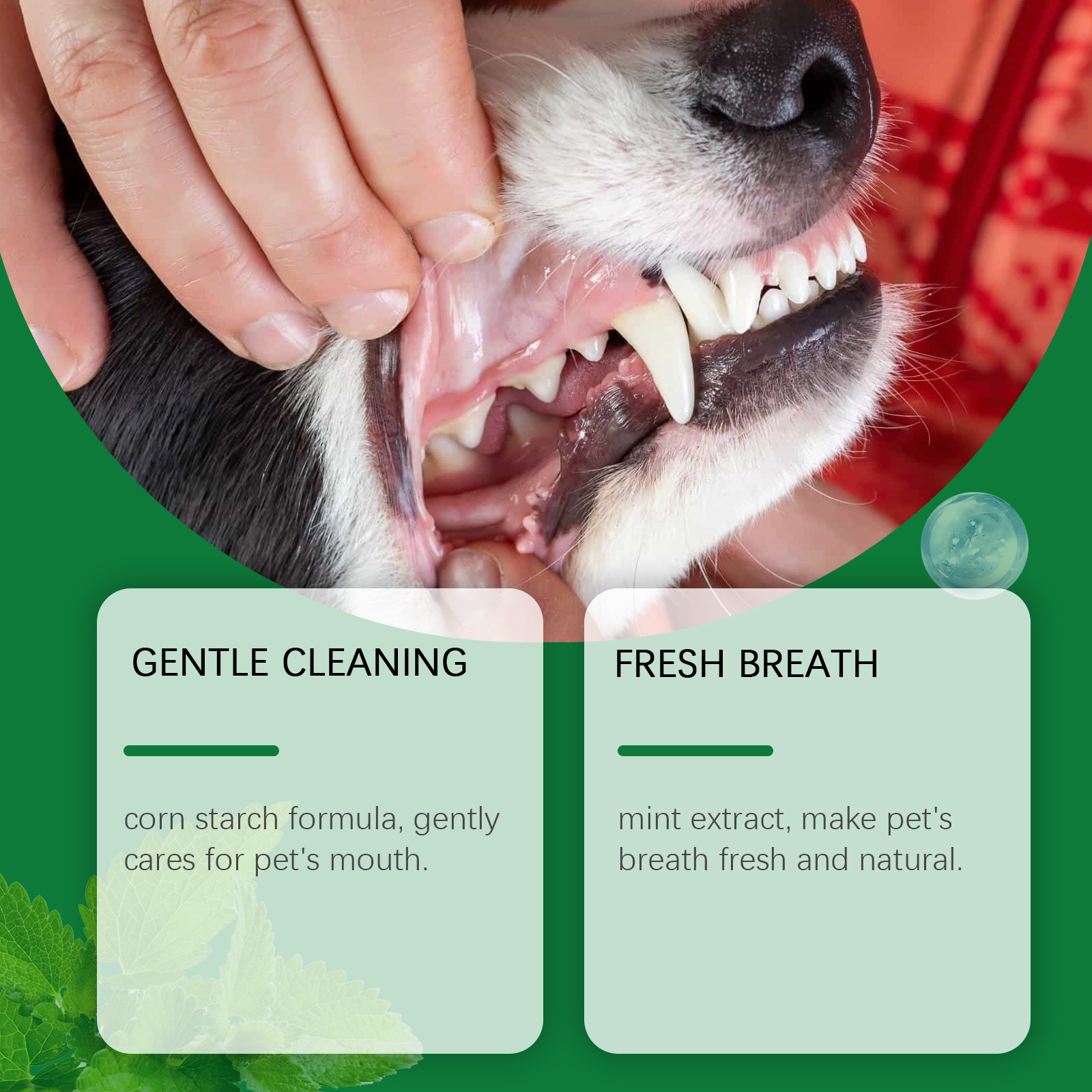 Pet Teeth Cleaning Powder Redu - Teeth Whitening Flash 리뷰 및 가격