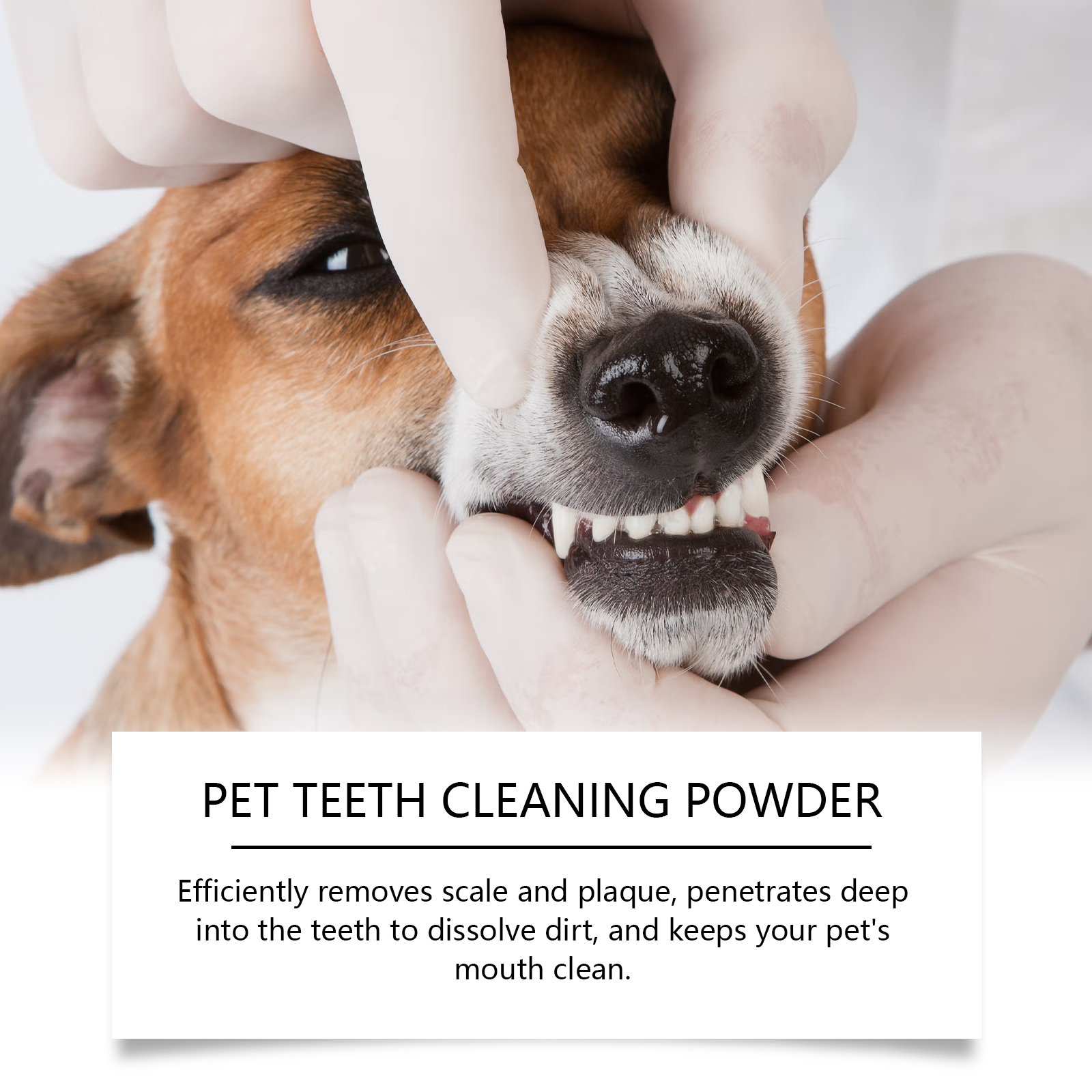 Pet Teeth Cleaning Powder Redu - Teeth Whitening Flash 리뷰 및 가격